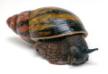 Archachatina sp. Calabar, Nigeria, adult, 7,5 cm
